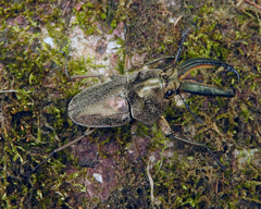 Casignetus humboldti