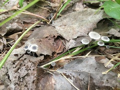 Mycena odorifera