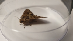 Apamea monoglypha