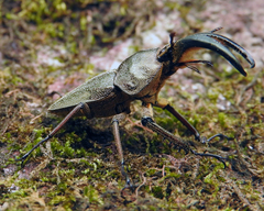 Casignetus humboldti