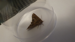 Apamea monoglypha
