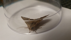 Apamea monoglypha