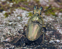 Casignetus humboldti