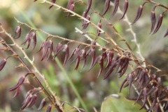 Stelis megachlamys
