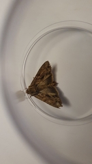 Apamea monoglypha