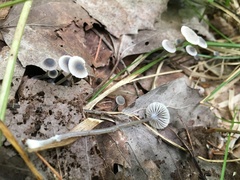 Mycena odorifera