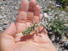 Artemisia genipi