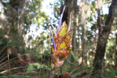 Tillandsia rotundata