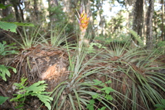 Tillandsia rotundata