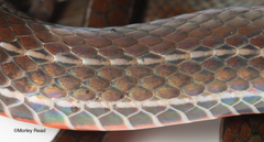 Urotheca lateristriga