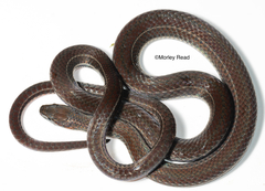 Urotheca lateristriga