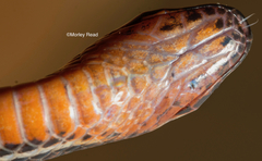 Urotheca lateristriga