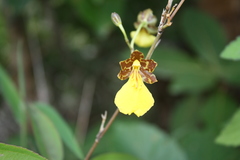 Oncidium graminifolium