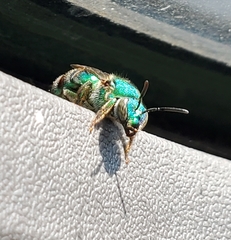 Augochloropsis metallica