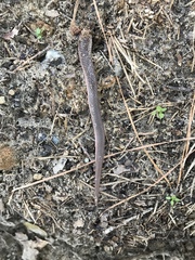 Carphophis amoenus amoenus