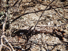 Heloderma suspectum suspectum