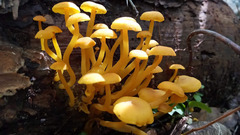Tricholomopsis aurea