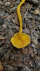 Tricholomopsis aurea