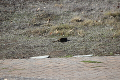 Otospermophilus beecheyi nesioticus
