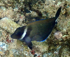 Acanthurus leucopareius