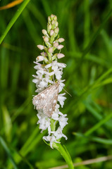 Udea olivalis