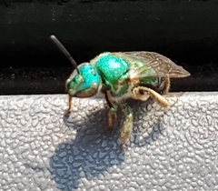 Augochloropsis metallica