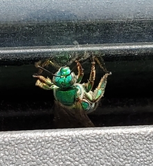 Augochloropsis metallica