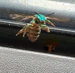 Augochloropsis metallica