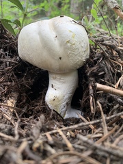 Agaricus moronii
