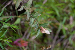 Dasineura salicifoliae