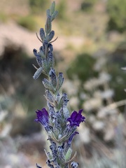 Lavandula lanata