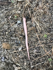 Carphophis amoenus amoenus