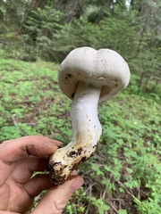 Agaricus moronii