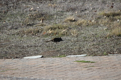 Otospermophilus beecheyi nesioticus