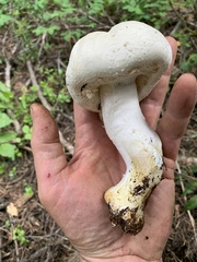 Agaricus moronii