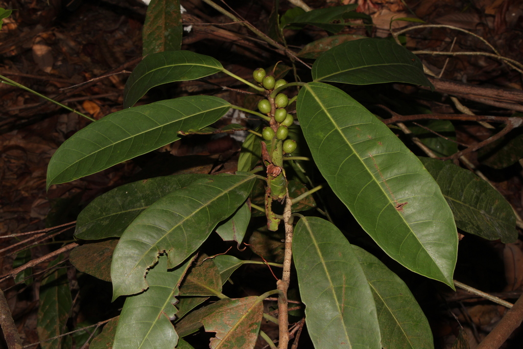 Ficus globosa (Ficus globosa)