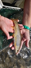Salmo farioides