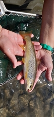 Salmo farioides
