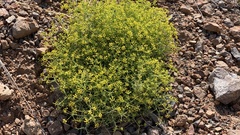 Bupleurum spinosum