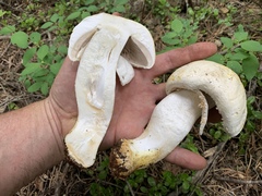 Agaricus moronii