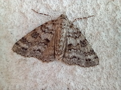Ascotis fortunata