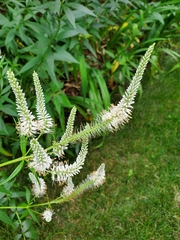 Veronicastrum virginicum