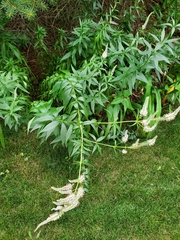 Veronicastrum virginicum