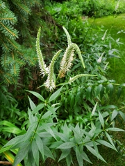 Veronicastrum virginicum