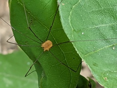 Leiobunum aldrichi