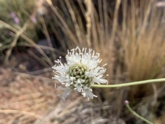 Cephalaria linearifolia