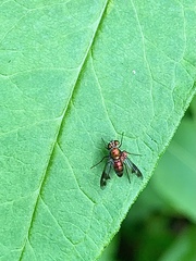 Condylostylus patibulatus