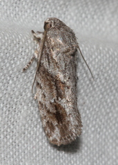 Agriophara confertella