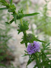 Mentha cervina