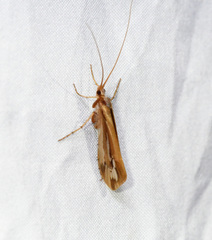 Limnephilus ornatus